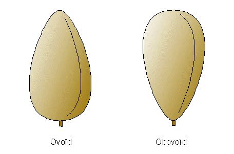 egg shaped thesaurus|what does ovoid mean.